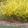 Forsythia 'Arnold Dwarf', habit