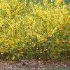 Forsythia 'Arnold Dwarf', habit