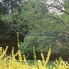 Forsythia 'Arnold Dwarf', habit