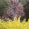 Forsythia 'Arnold Dwarf', habit