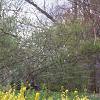 Forsythia 'Arnold Dwarf', habit