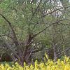 Forsythia 'Arnold Dwarf', habit