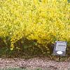 Forsythia 'Arnold Dwarf', habit