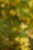 Forsythia 'Arnold Dwarf', flowers
