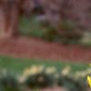 Forsythia 'Arnold Dwarf', flowers