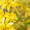 Forsythia 'Arnold Dwarf', flowers