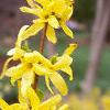 Forsythia 'Arnold Dwarf', flowers