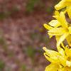 Forsythia 'Arnold Dwarf', flowers