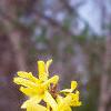Forsythia 'Arnold Dwarf', flowers