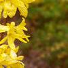 Forsythia 'Arnold Dwarf', flowers