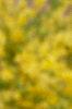 Forsythia 'Arnold Dwarf', flowers
