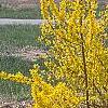 Forsythia 'Fiesta', habit