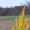 Forsythia 'Fiesta', habit