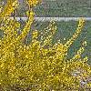 Forsythia 'Fiesta', habit