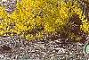 Forsythia 'Fiesta', habit