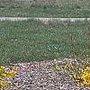 Forsythia 'Fiesta', habit