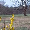 Forsythia 'Fiesta', habit