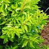 Forsythia 'Fiesta', habit
