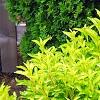 Forsythia 'Fiesta', habit
