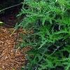Forsythia 'Fiesta', habit