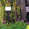 Forsythia 'Fiesta', habit