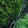 Forsythia 'Fiesta', habit