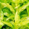 Forsythia 'Fiesta', leaves