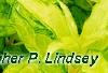 Forsythia 'Fiesta', leaves