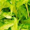 Forsythia 'Fiesta', leaves
