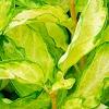 Forsythia 'Fiesta', leaves