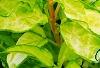 Forsythia 'Fiesta', leaves