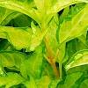 Forsythia 'Fiesta', leaves