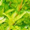 Forsythia 'Fiesta', leaves