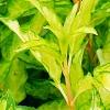 Forsythia 'Fiesta', leaves