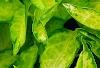 Forsythia 'Fiesta', leaves