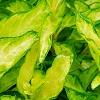 Forsythia 'Fiesta', leaves