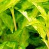 Forsythia 'Fiesta', leaves