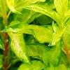 Forsythia 'Fiesta', leaves