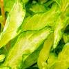 Forsythia 'Fiesta', leaves