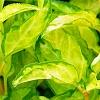 Forsythia 'Fiesta', leaves