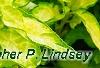 Forsythia 'Fiesta', leaves