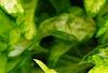 Forsythia 'Fiesta', leaves