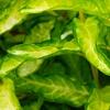 Forsythia 'Fiesta', leaves