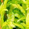Forsythia 'Fiesta', leaves