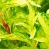 Forsythia 'Fiesta', leaves