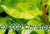 Forsythia 'Fiesta', leaves