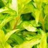 Forsythia 'Fiesta', leaves