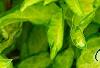 Forsythia 'Fiesta', leaves