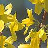 Forsythia 'Fiesta', flowers