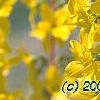 Forsythia 'Fiesta', flowers